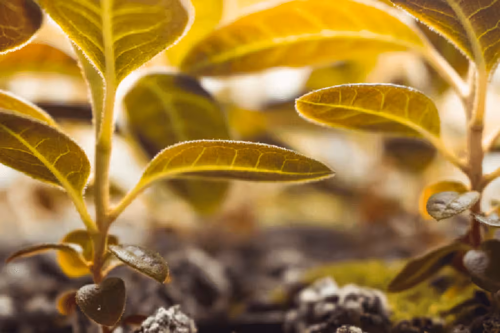 Automne Bouturage : Conseils Essentiels pour Réussir