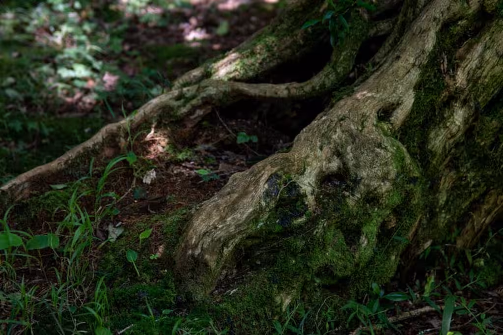 Les bienfaits des algues pour l'enracinement des boutures