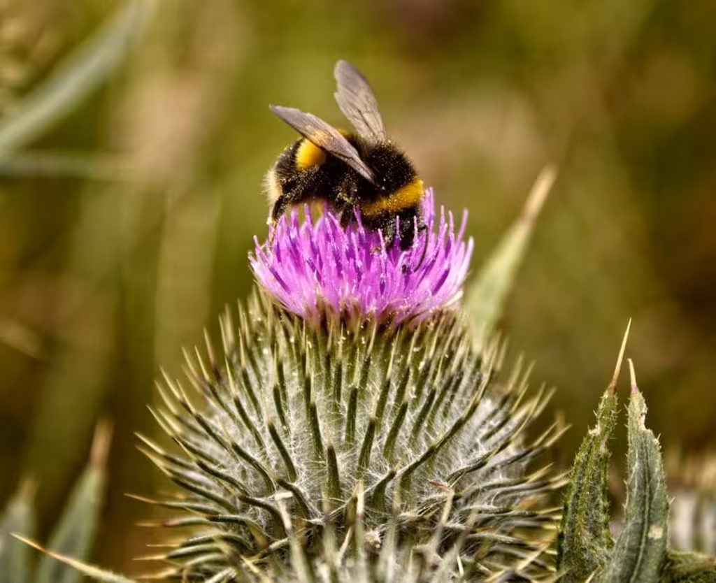 Bouturage Succulentes: Guide Complet