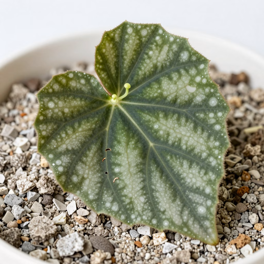 Bouture de feuille de bégonia avec incisions sur les nervures principales