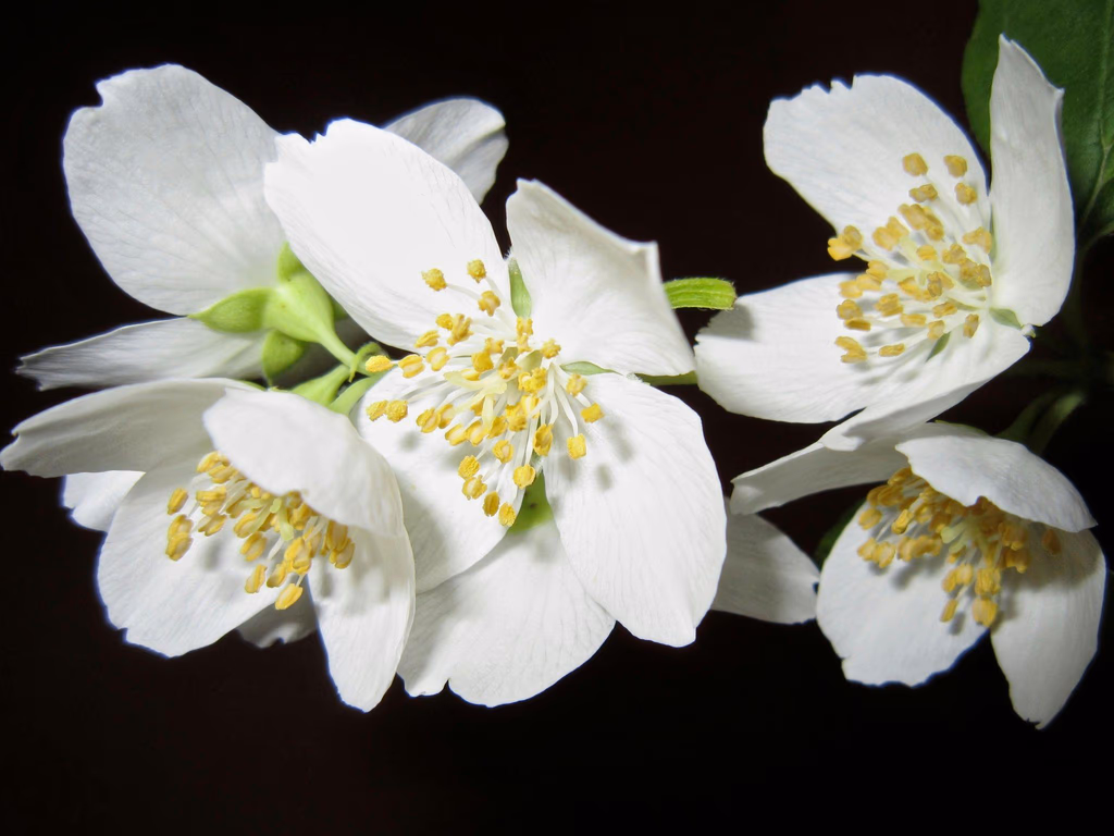 Bouture de jasmin : comment multiplier facilement cette plante grimpante ?