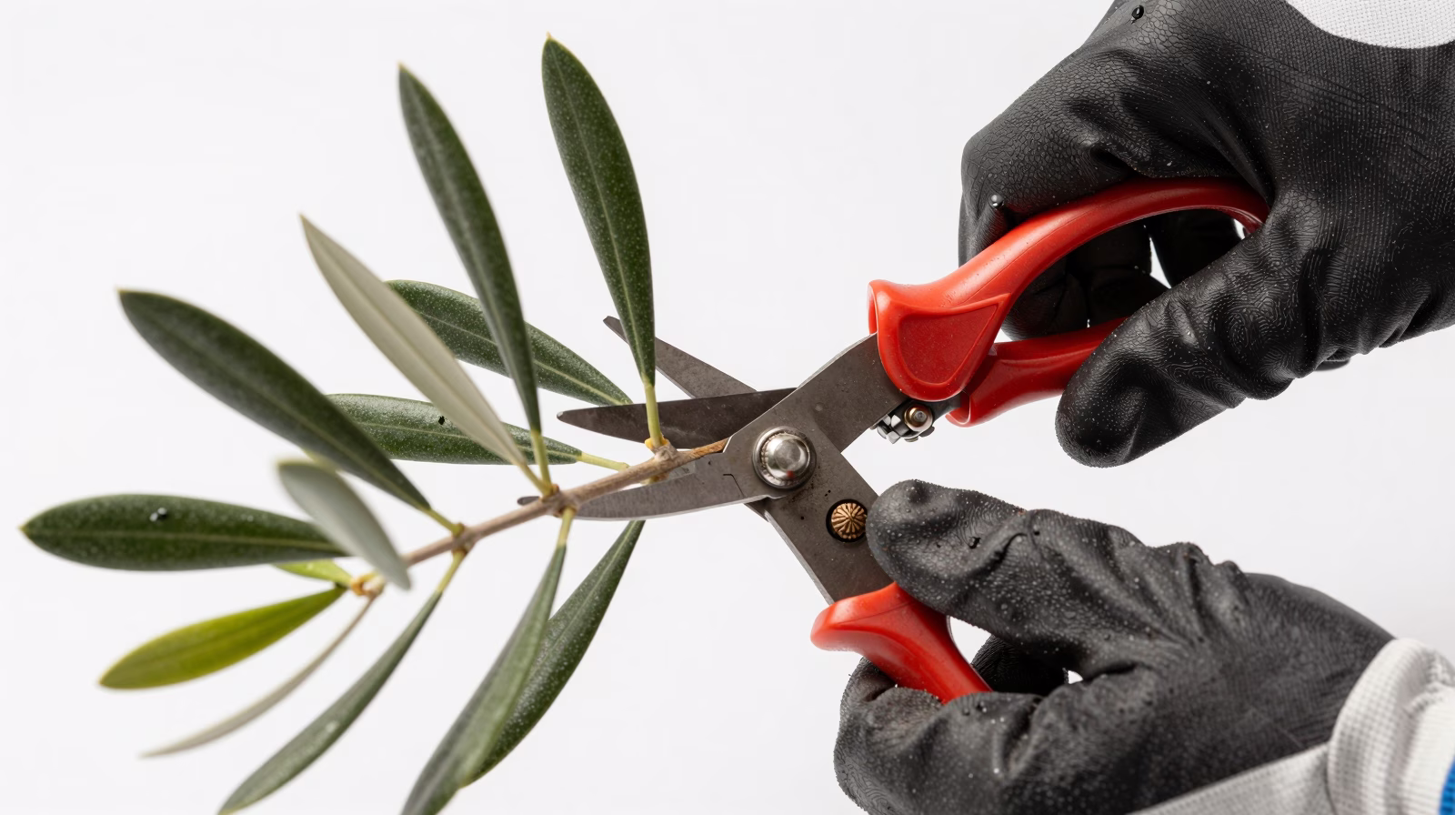 Technique de coupe pour bouture d'olivier