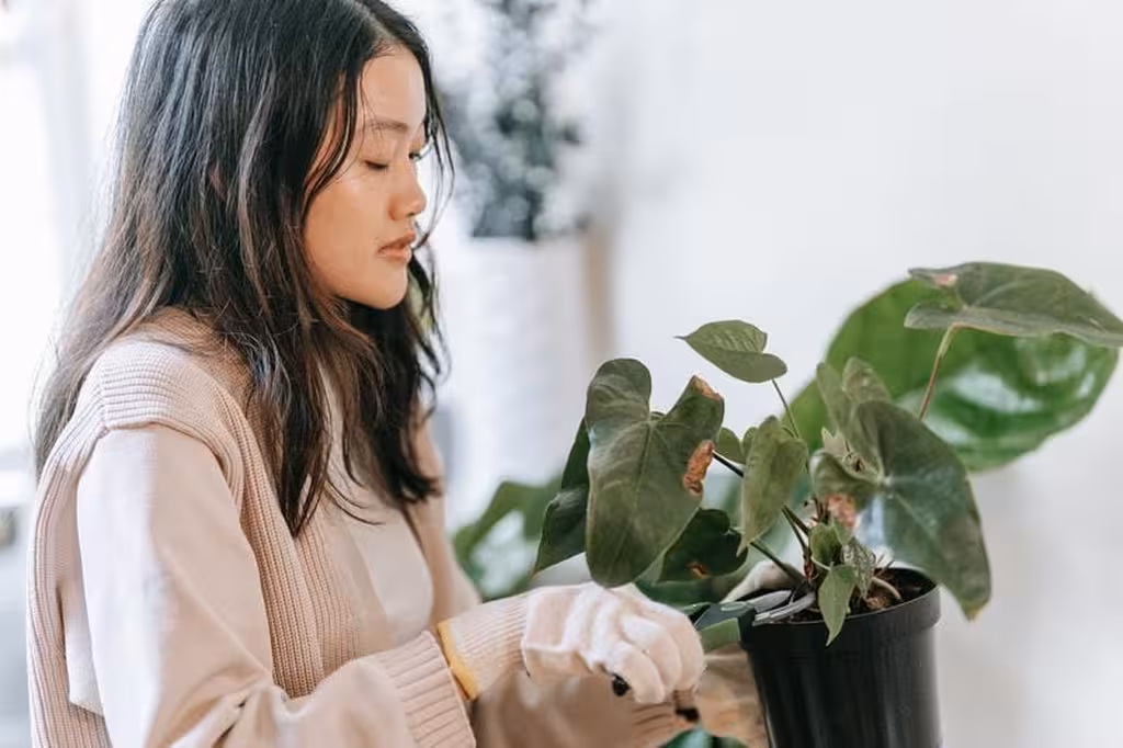 Bouture de plante : conseils et astuces pour réussir facilement