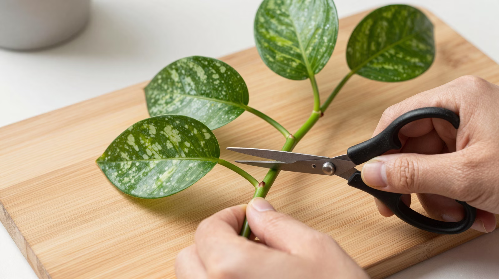 Technique de coupe pour bouturer le pothos sous un nœud
