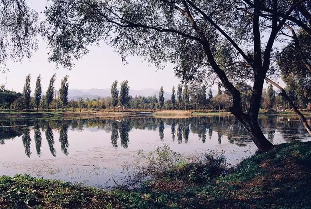 Bouture de saule : comment réussir facilement ?