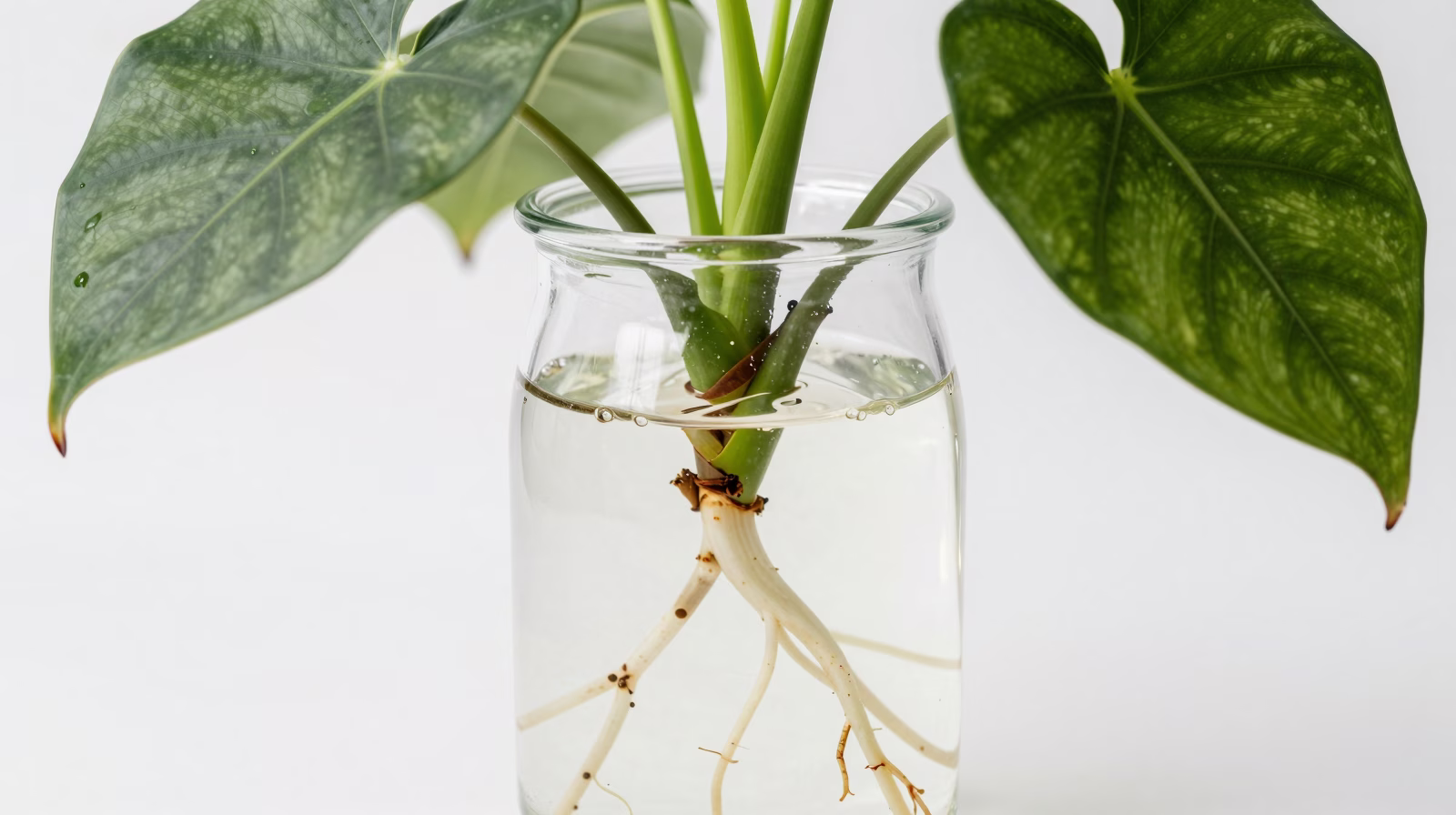 Bouture de Philodendron : Guide Complet pour Réussir