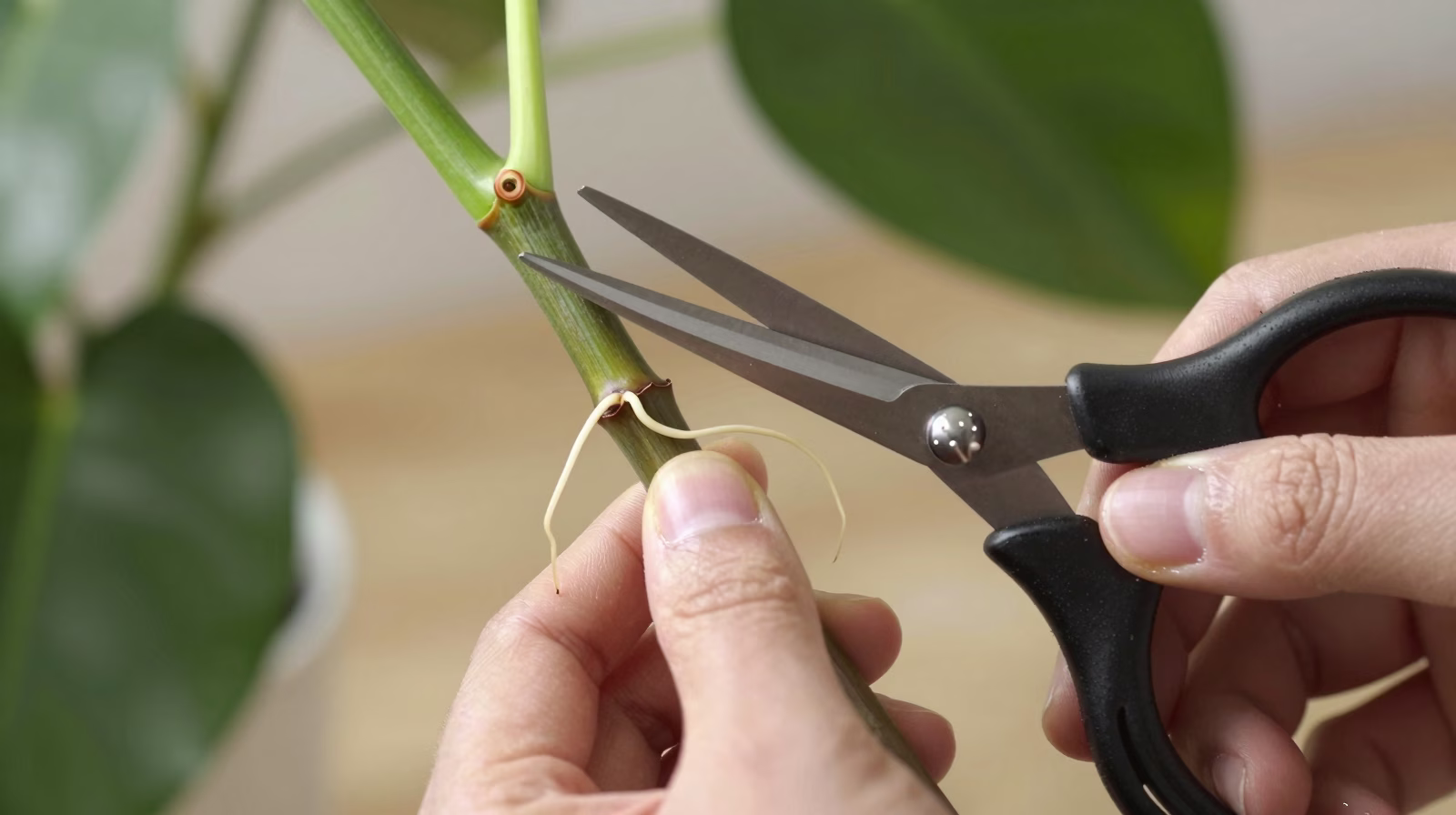 Technique de bouturage du philodendron montrant la coupe au niveau du nœud