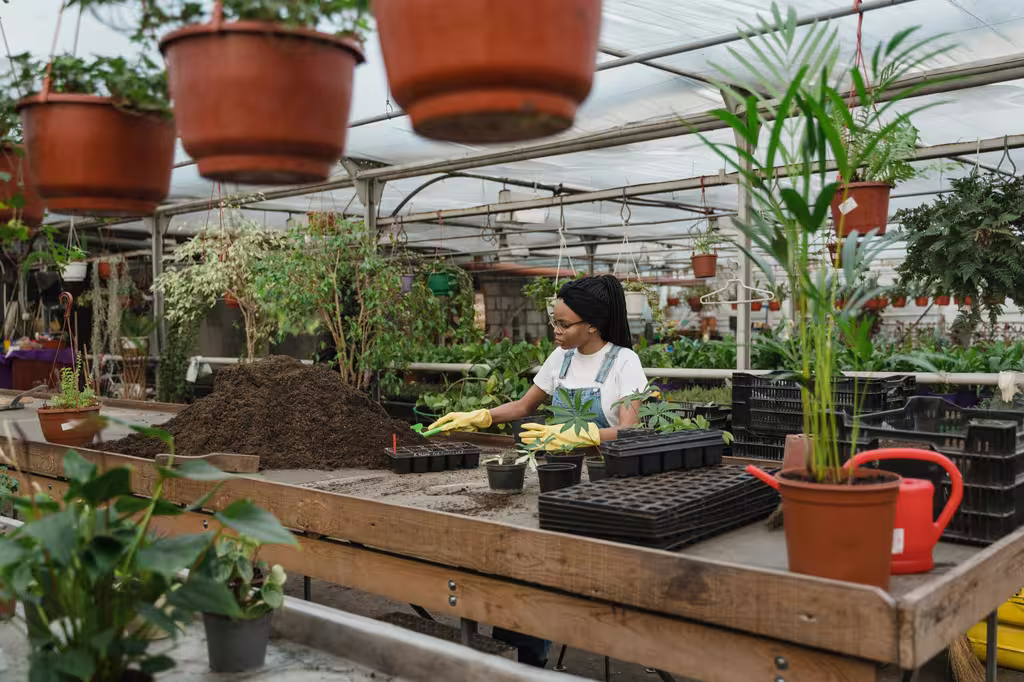 Choisir le bon moment pour bouturer