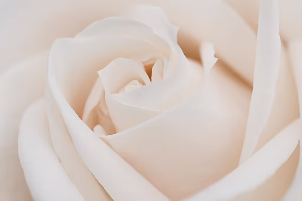 Méthodes Efficaces pour le Bouturage des Rosiers