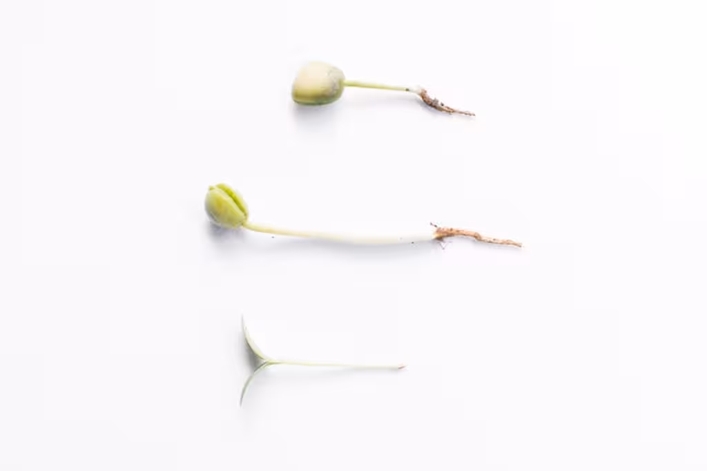 Stimulants Naturels pour l'Enracinement des Boutures