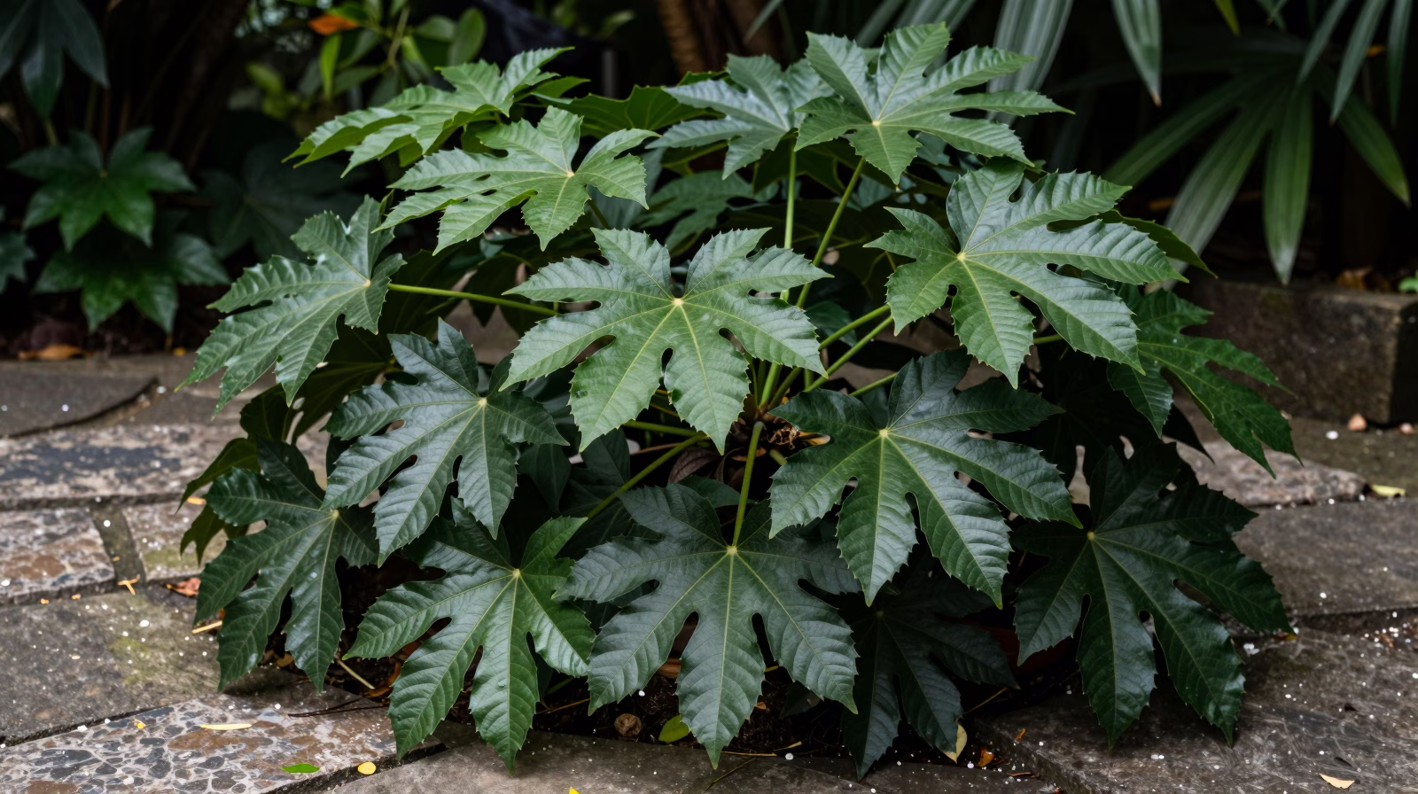 Fatsia japonica mature dans un jardin ombragé avec son feuillage palmé luxuriant