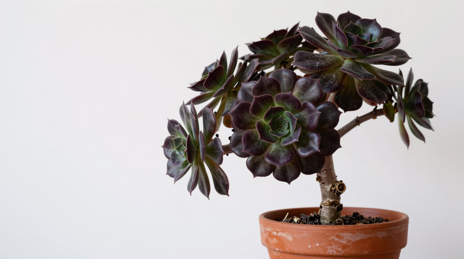 Aeonium (Rose des Canaries)