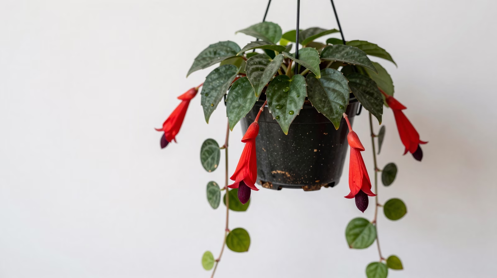 Aeschynanthus (Plante rouge à lèvres)