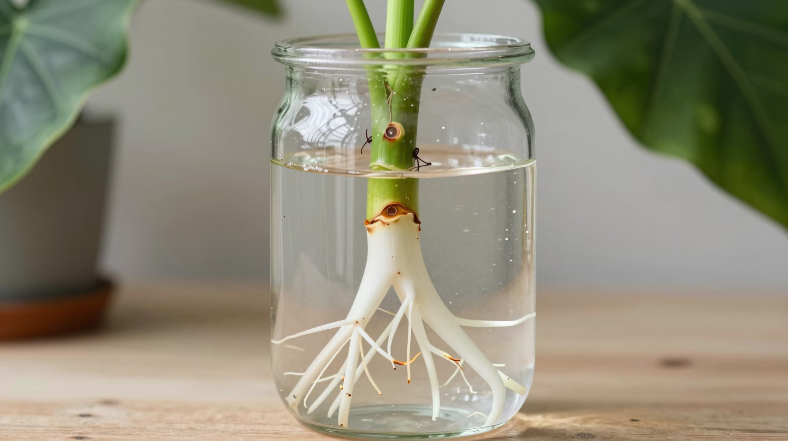 Bouture d'Alocasia dans l'eau avec développement racinaire