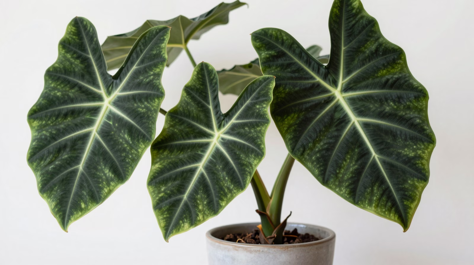 Alocasia (Oreille d'éléphant)
