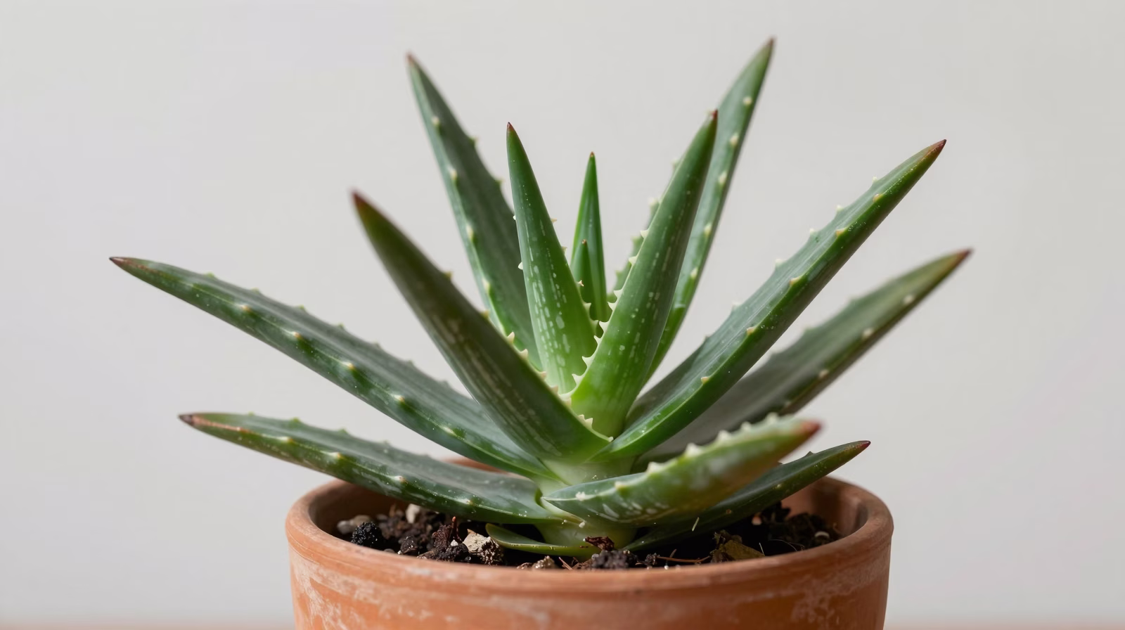 Aloe vera