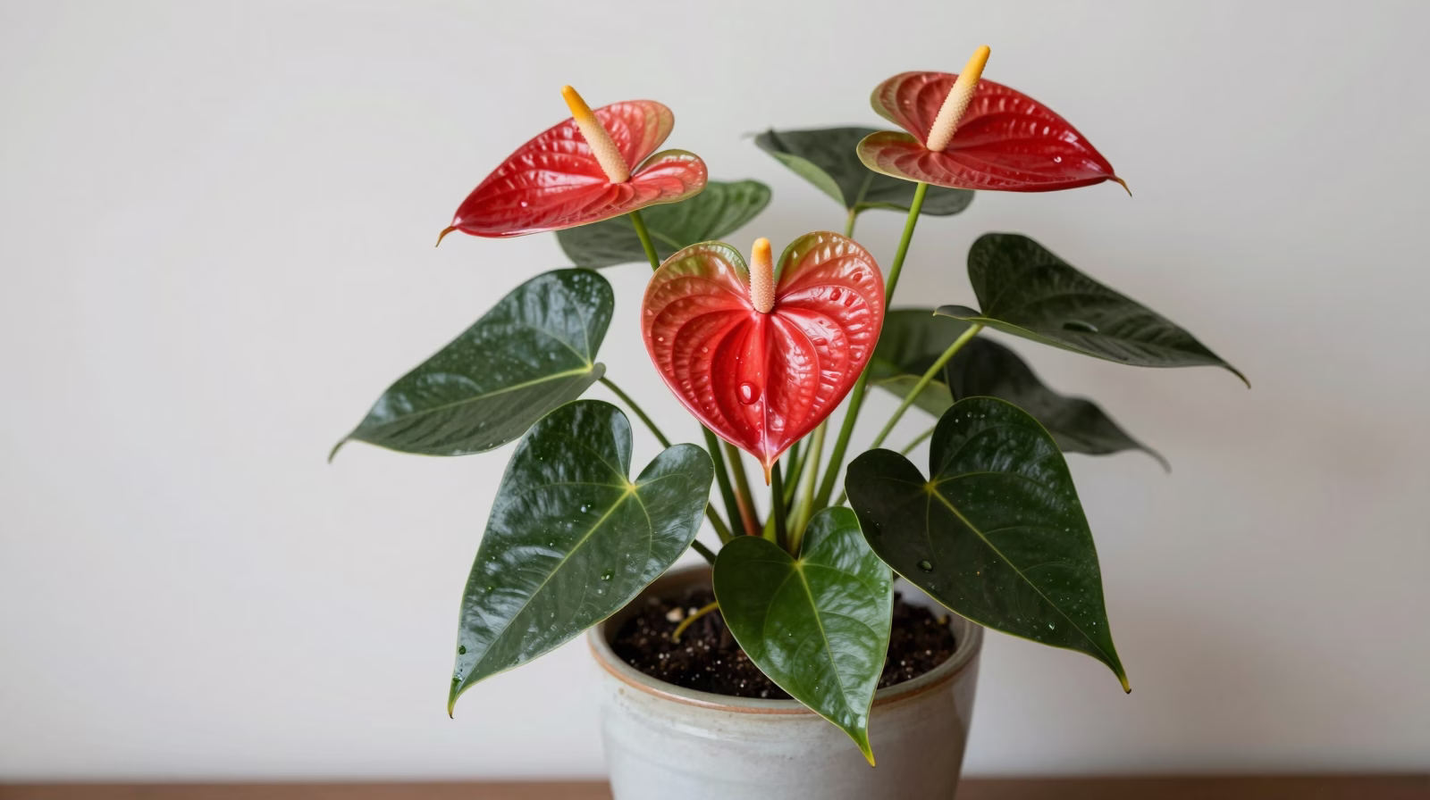 Anthurium (Flamant rose)