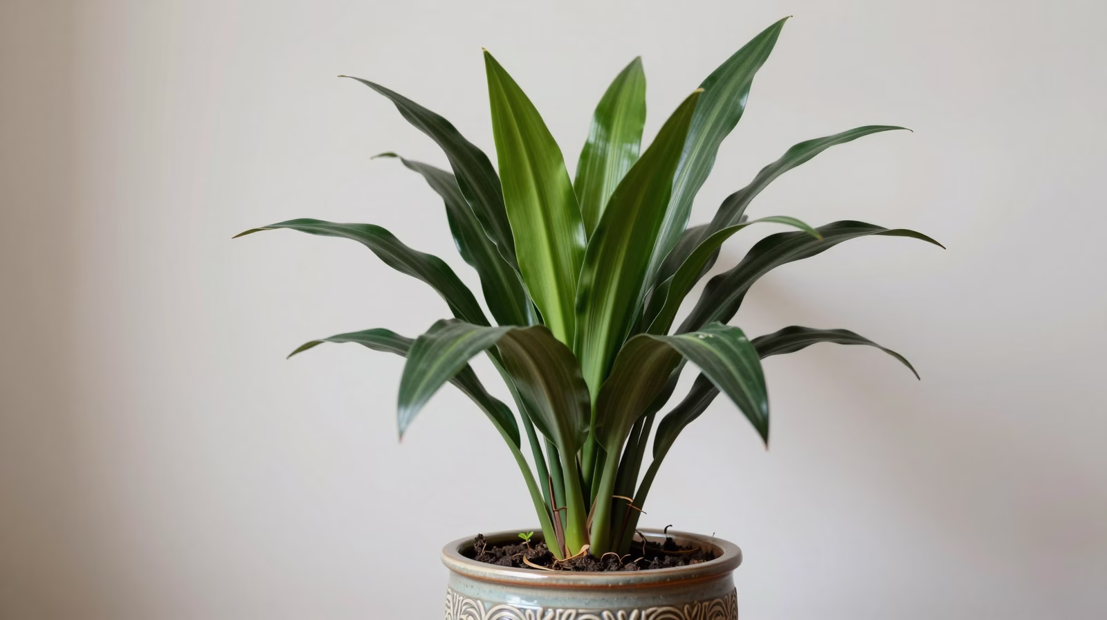 Aspidistra elatior (Plante de fer)