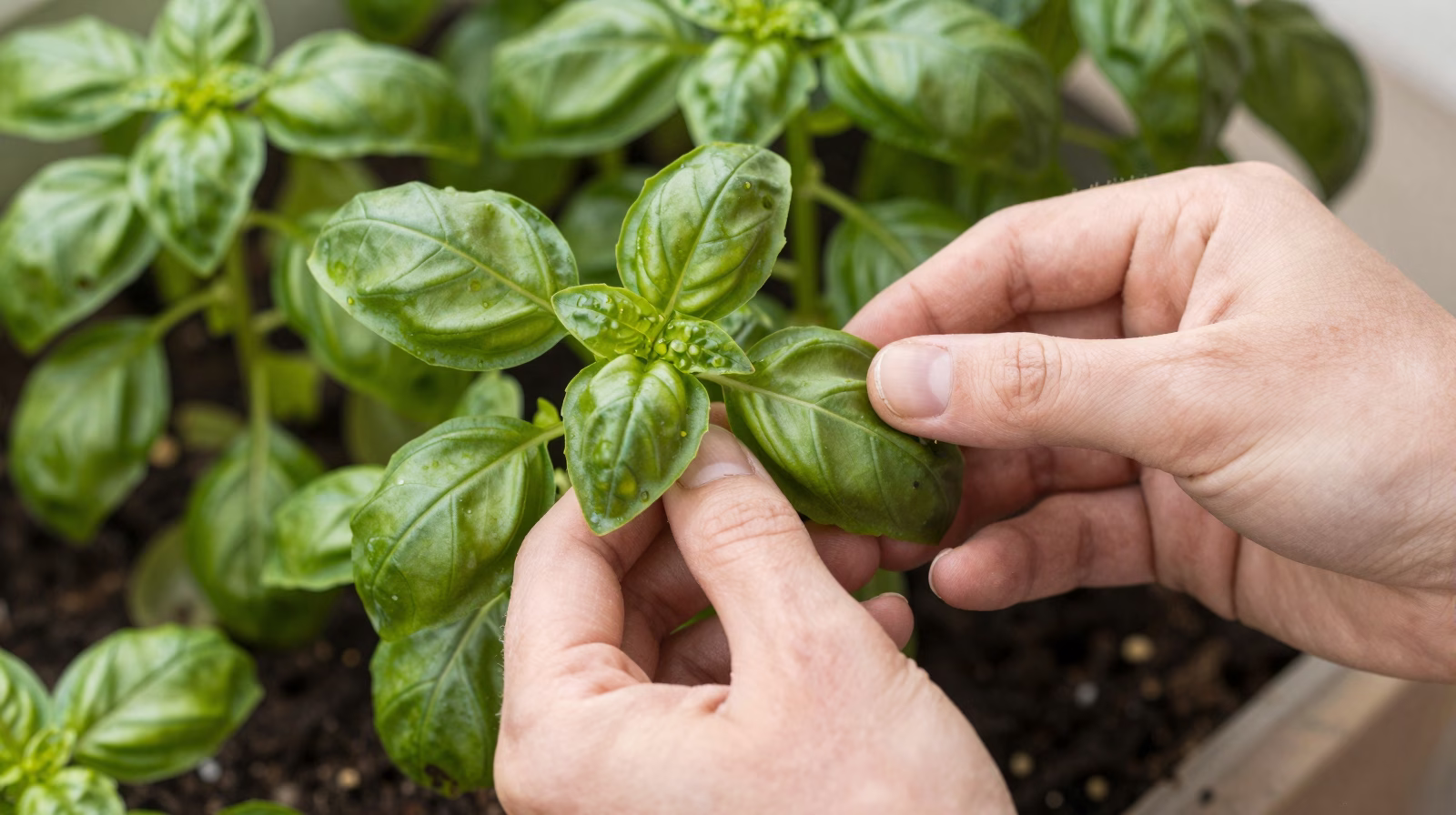 Récolte du basilic - feuilles fraîches