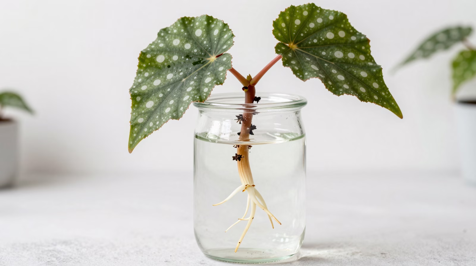 Bouture de Begonia maculata dans l'eau montrant le développement des racines blanches