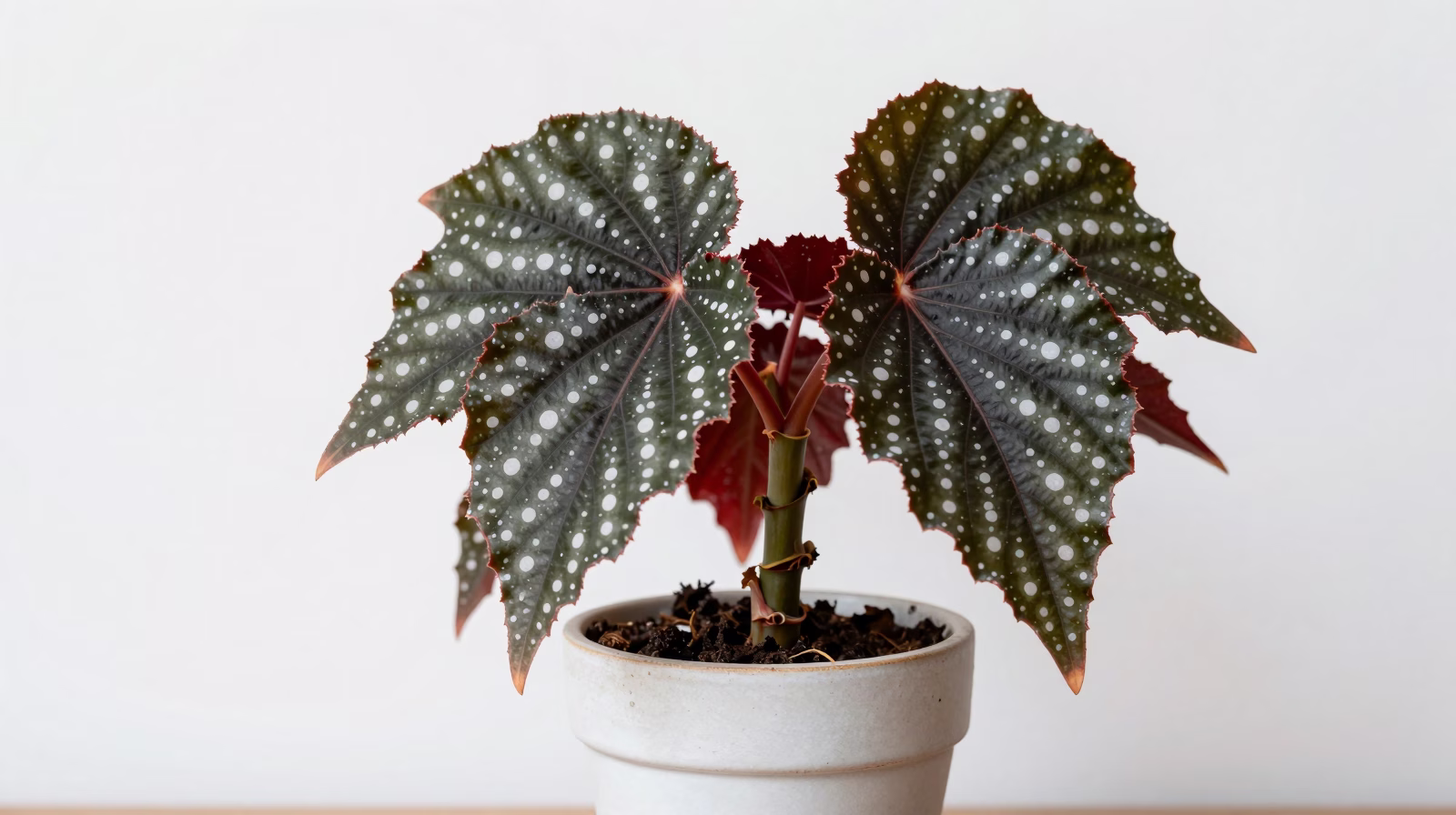 Begonia maculata (Bégonia bambou)