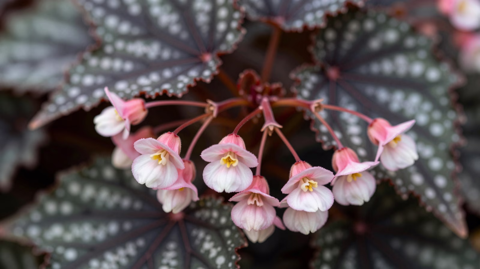 Begonia maculata en fleur avec ses grappes de fleurs roses délicates
