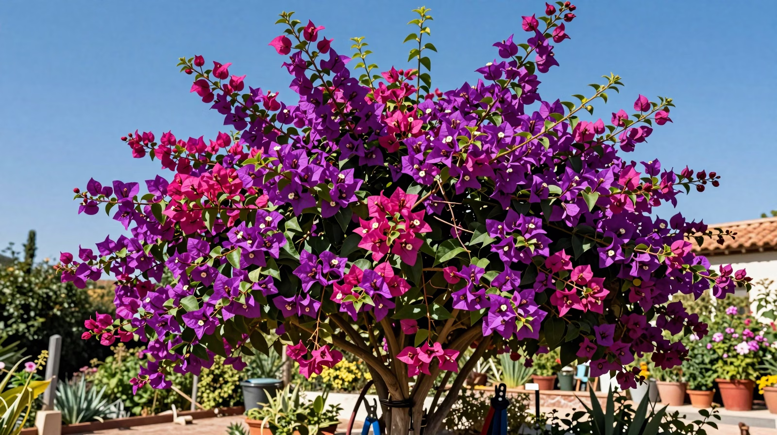 Bougainvillier mature en pleine floraison sur un treillage de jardin méditerranéen