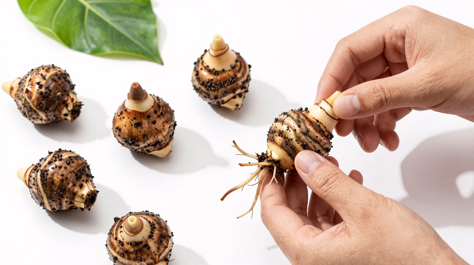 Division de tubercules de Caladium montrant les yeux de croissance