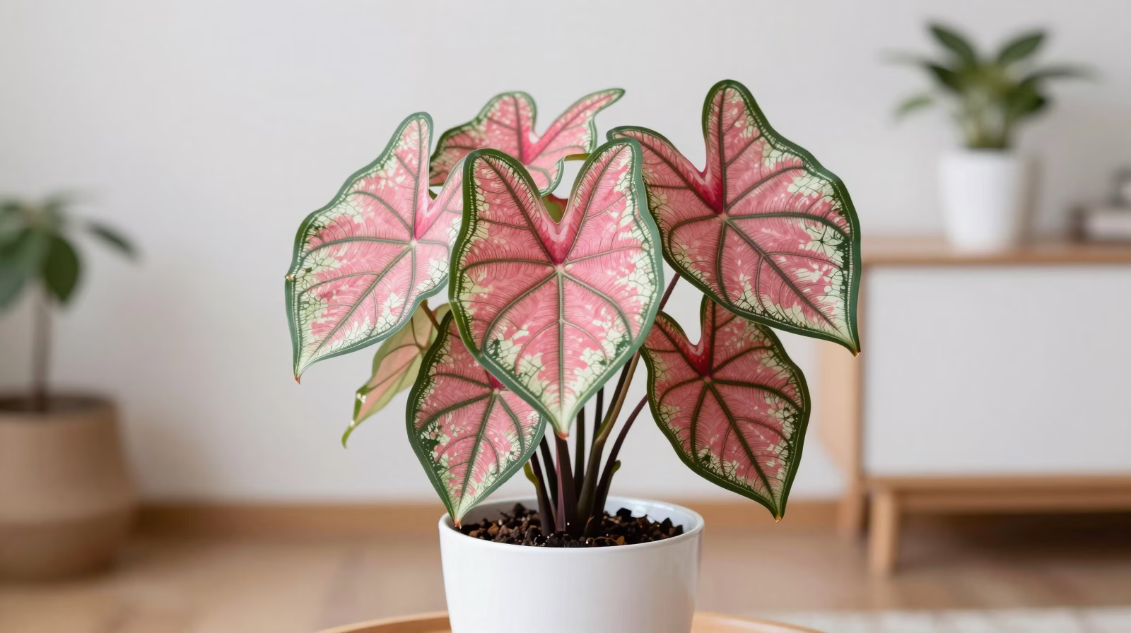 Caladium (Cœur de Jésus)