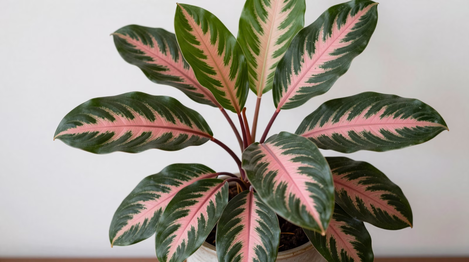 Calathea (Plante paon)