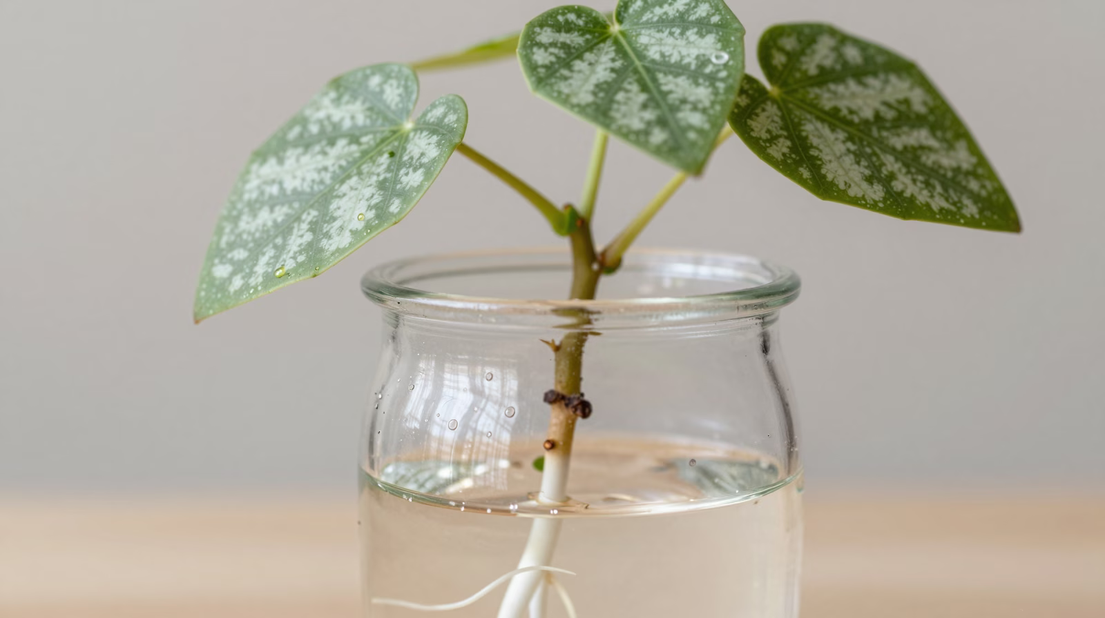 Bouture de Ceropegia woodii dans l'eau montrant le développement des racines