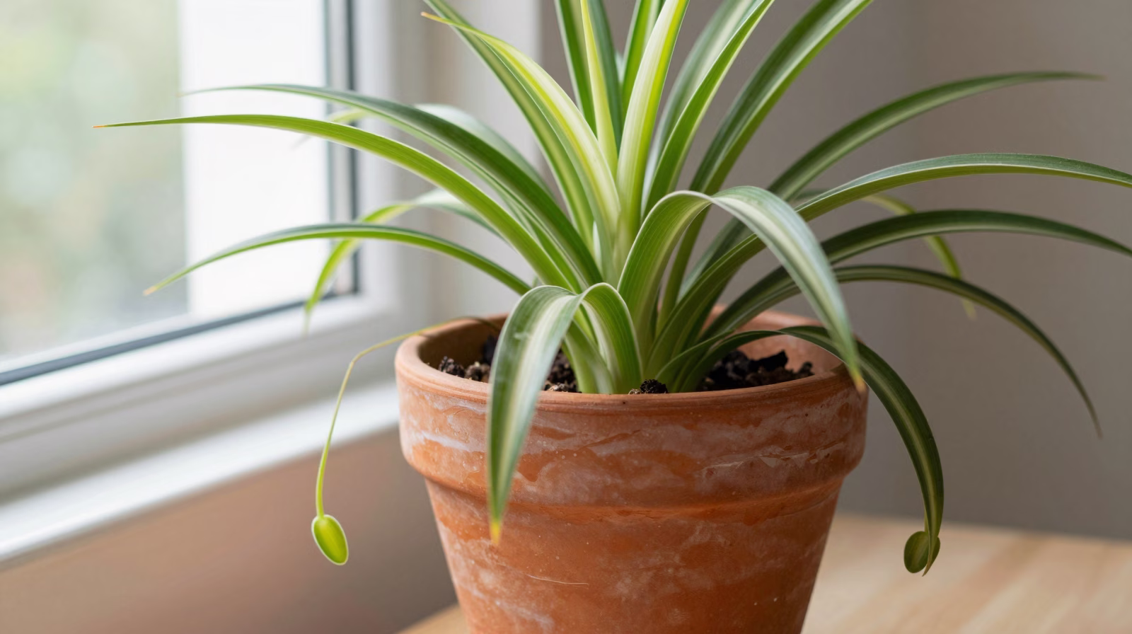 Chlorophytum comosum mature avec de nombreux stolons et plantules