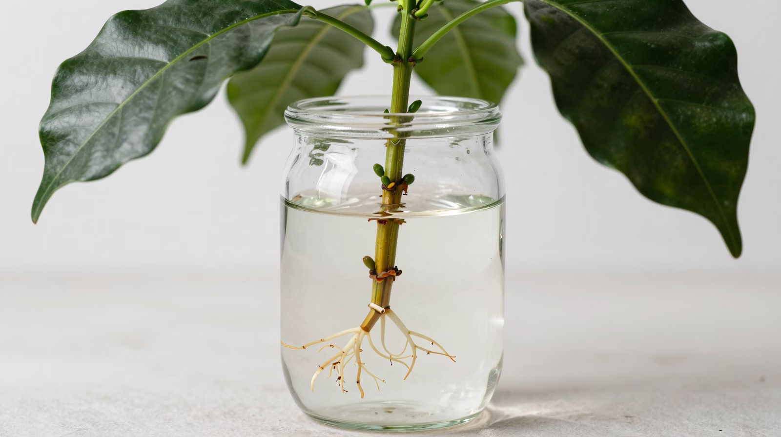 Bouture de Caféier avec développement racinaire