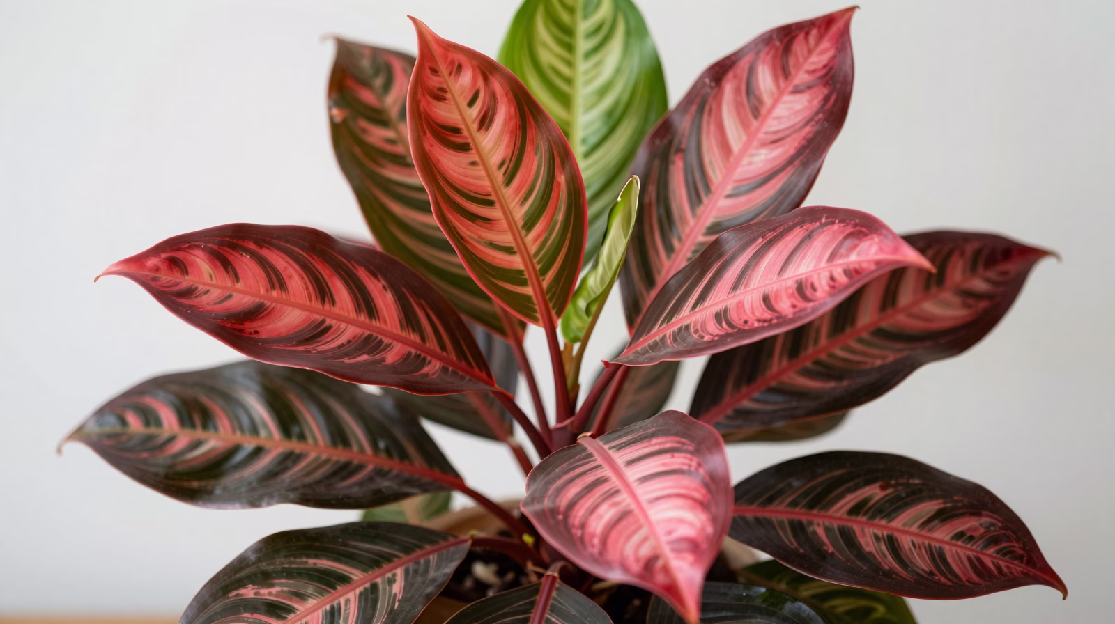 Cordyline fruticosa (Ti Plant)