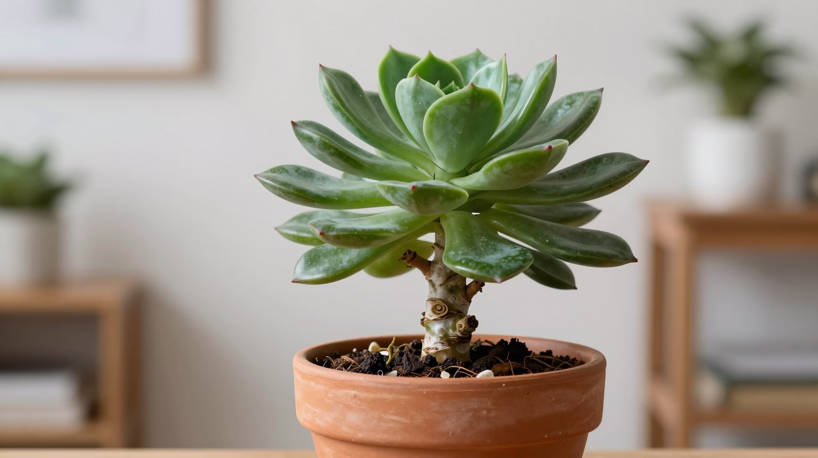 Crassula ovata (Arbre de Jade)