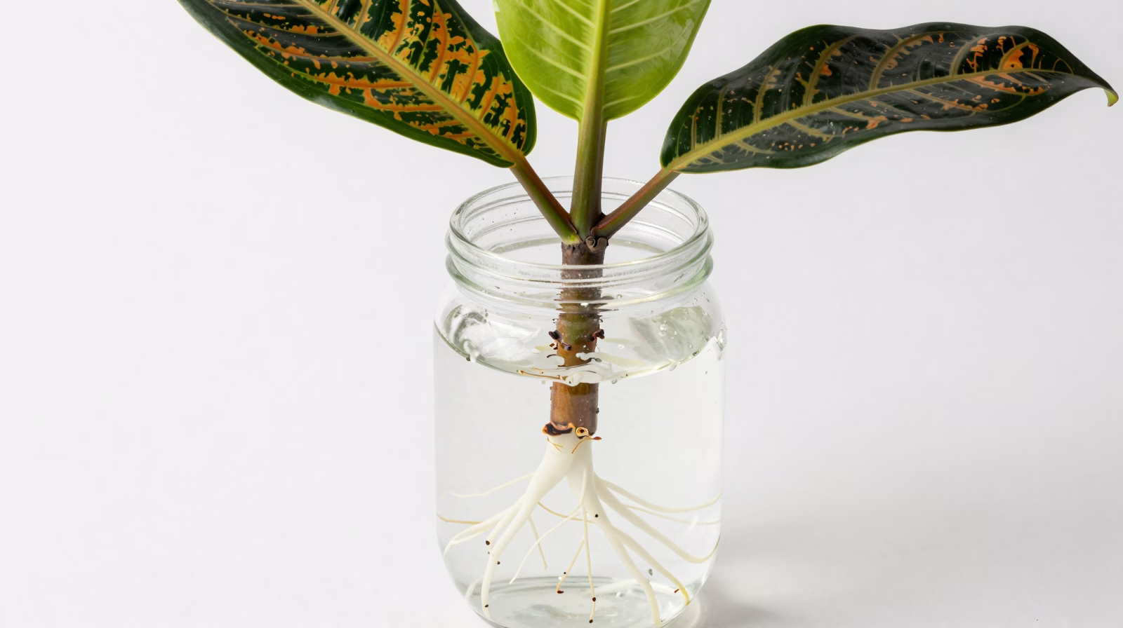 Bouture de Croton en cours d'enracinement dans l'eau