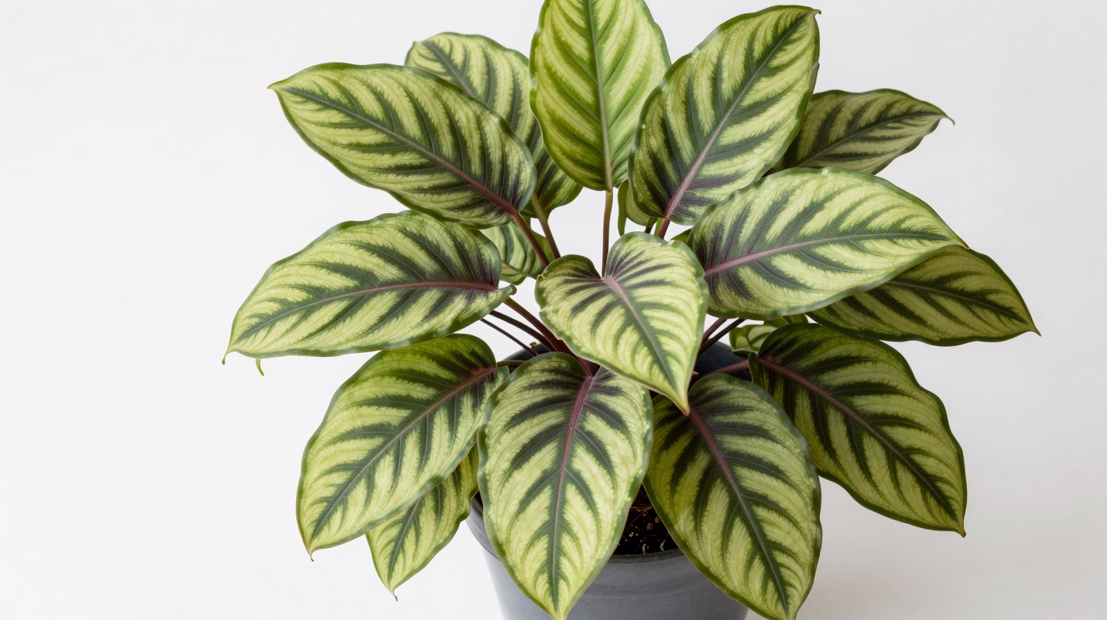 Ctenanthe burle-marxii (Plante arête de poisson)