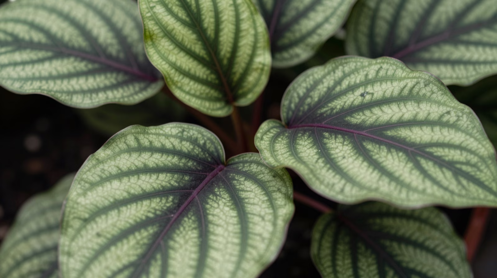 Gros plan sur le feuillage graphique du Ctenanthe burle-marxii avec son motif arête de poisson