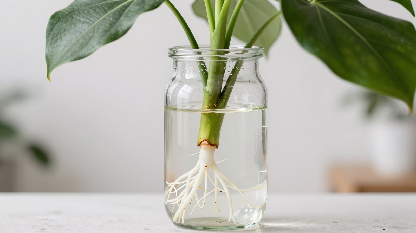 Bouture de Dieffenbachia dans l'eau avec développement de racines blanches