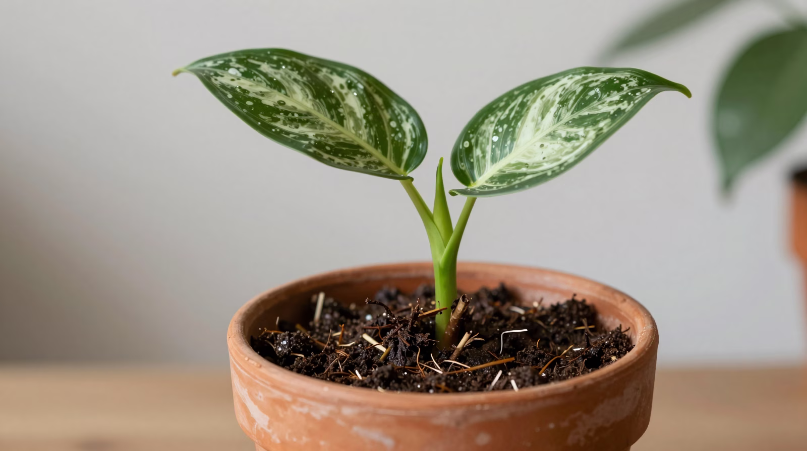 Tronçon de tige de Dieffenbachia planté en substrat pour bouturage