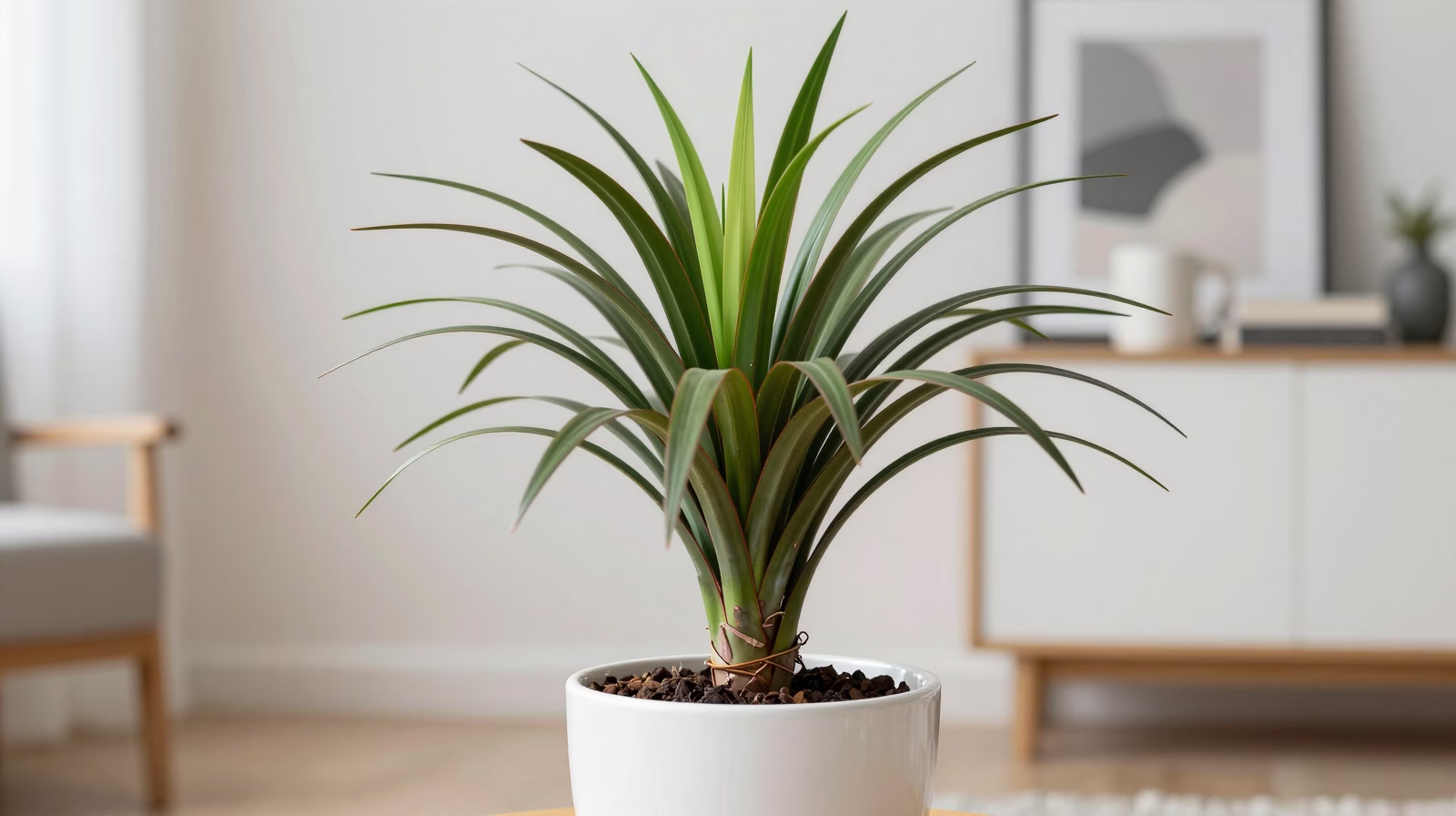 Dracaena (Dragonnier)