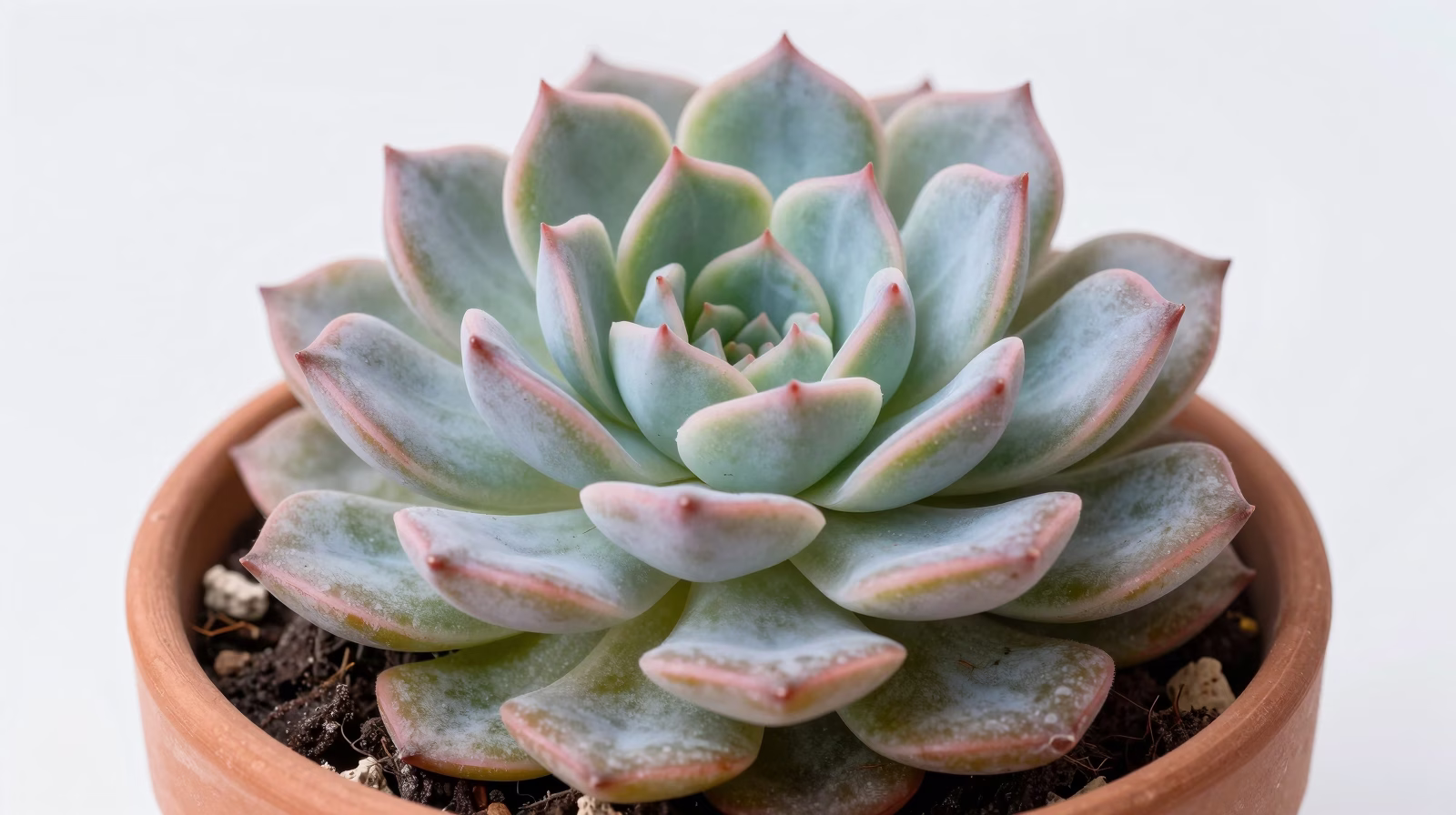 Echeveria (Rose de pierre)