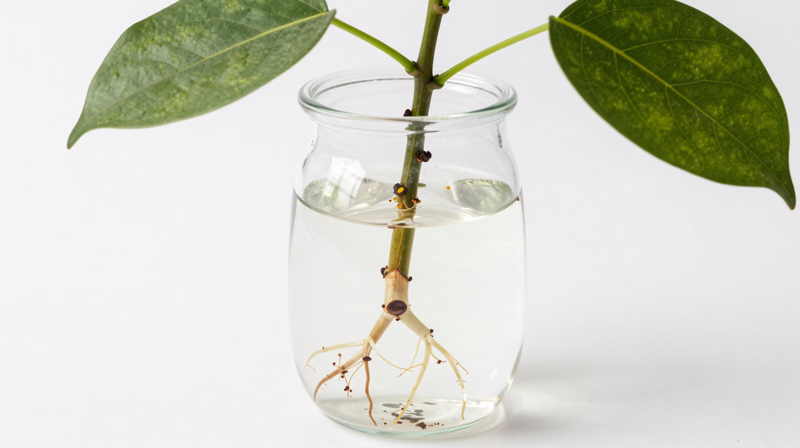 Bouture de Ficus benjamina développant des racines dans l'eau