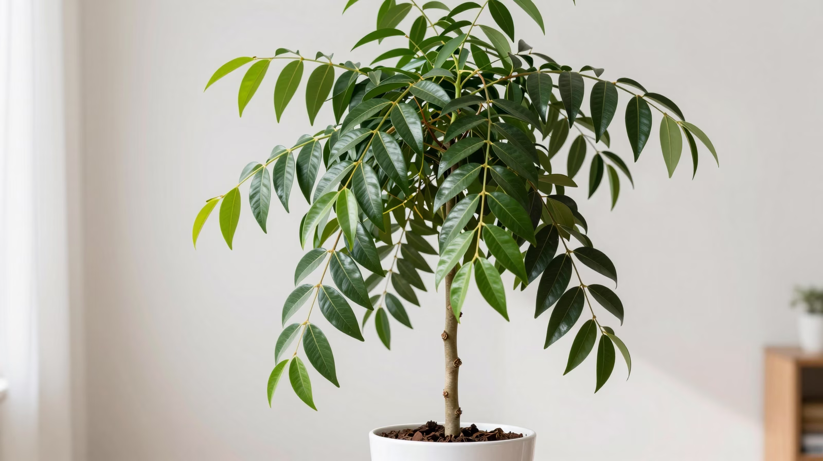 Ficus benjamina (Figuier pleureur)