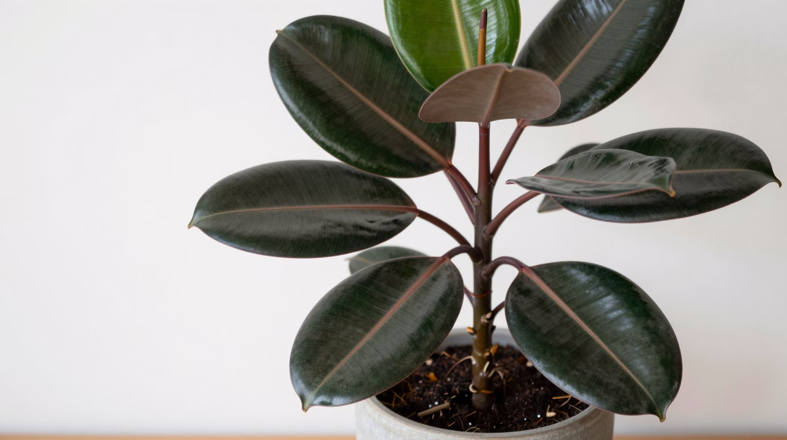 Ficus elastica