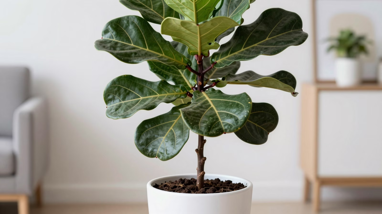Ficus lyrata (Figuier lyre)
