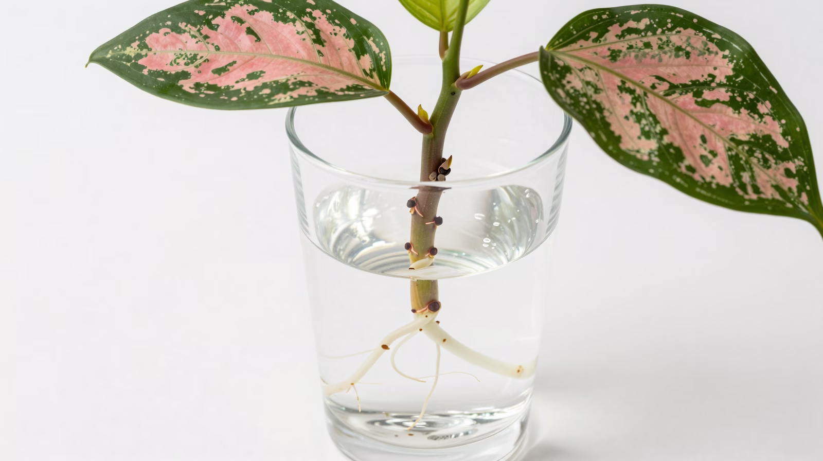 Bouture de Fittonia dans l'eau avec racines blanches se développant au niveau du nœud