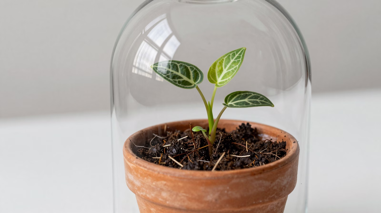 Boutures de Fittonia plantées en pot sous mini-serre avec nouvelle croissance