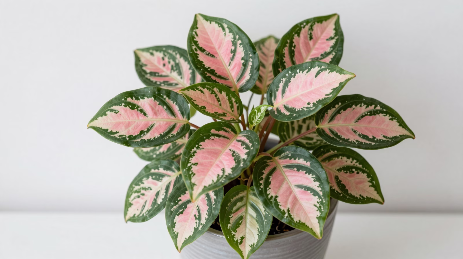 Fittonia (Plante mosaïque)