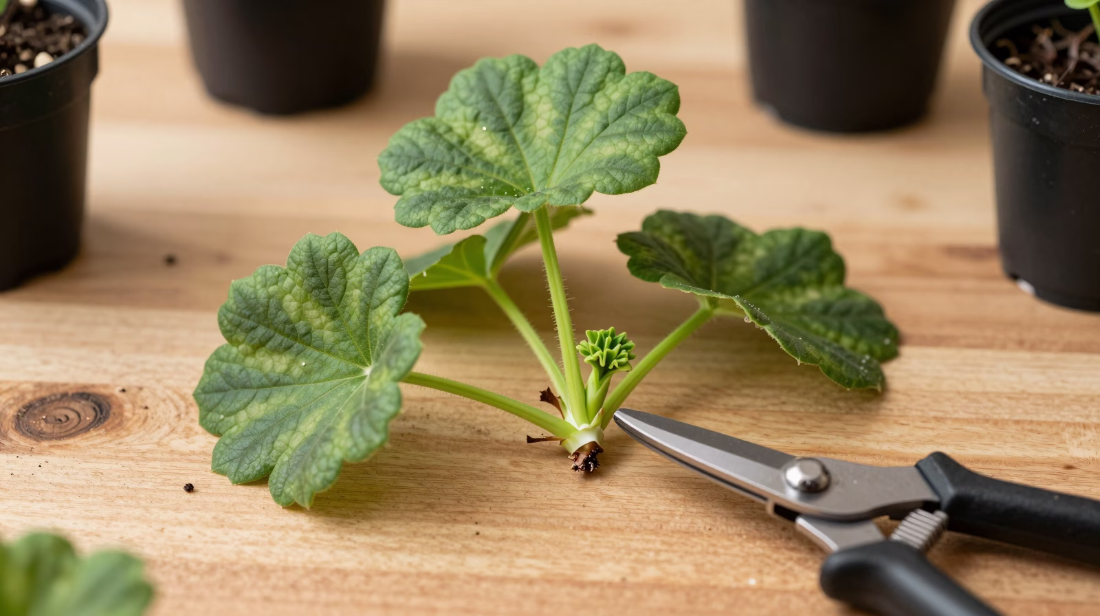 Boutures de tige de géranium préparées pour le bouturage